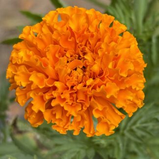 African Marigold (Savannah) Tall Cut Flower Mix