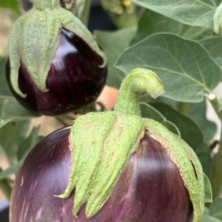 Eggplant Ashwad Heirloom