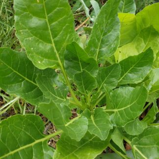 Myrtle Mountain Organics