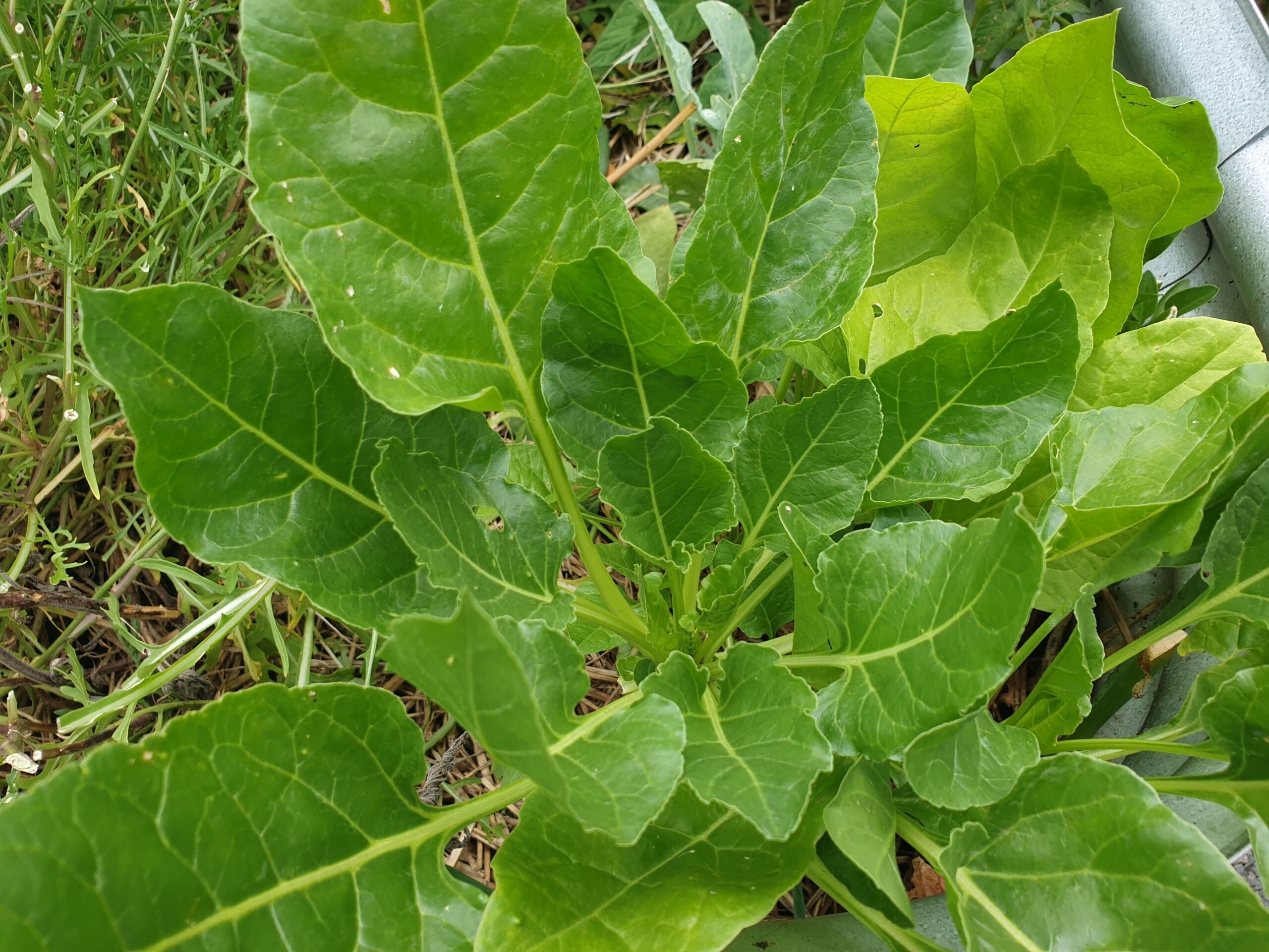 Perpetual Spinach Myrtle Mountain Organics