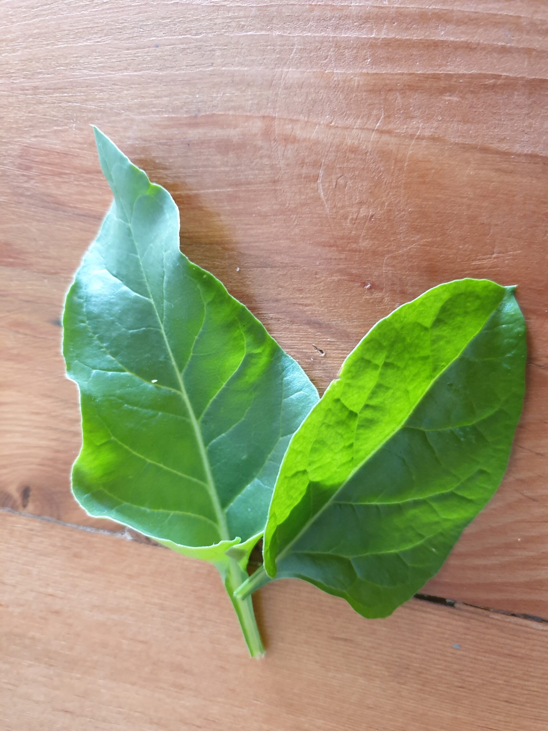 Perpetual Spinach Myrtle Mountain Organics