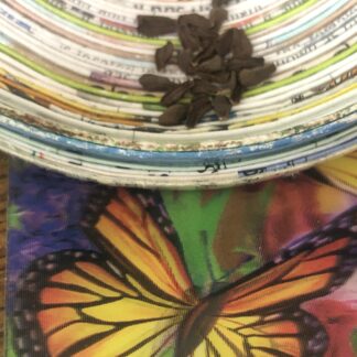 Tweedia Blue Star Specialty Milkweed Vine