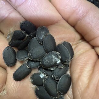 Luffa/torri/gilki/muop Huong