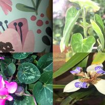 Viola Betonicifolia Arrowhead Mountain Violet