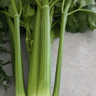 Celery