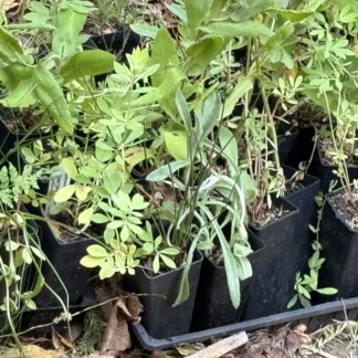 Everlasting Daisy Yellow