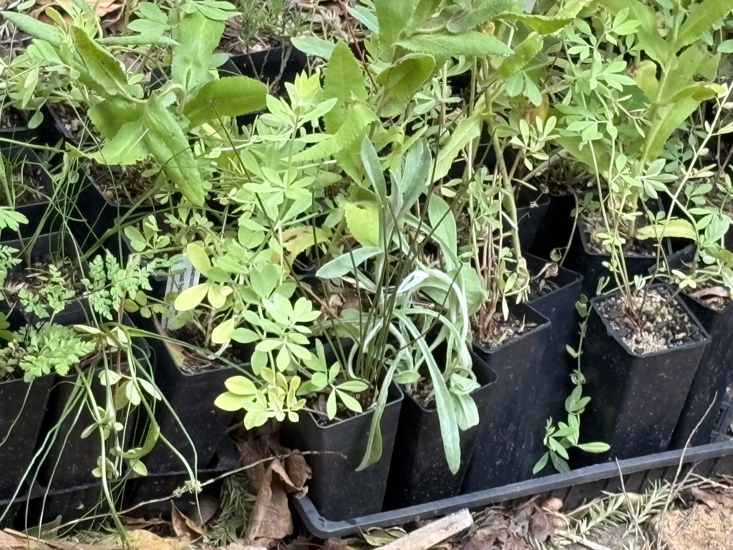 Everlasting Daisy Yellow Everlasting Daisy Yellow