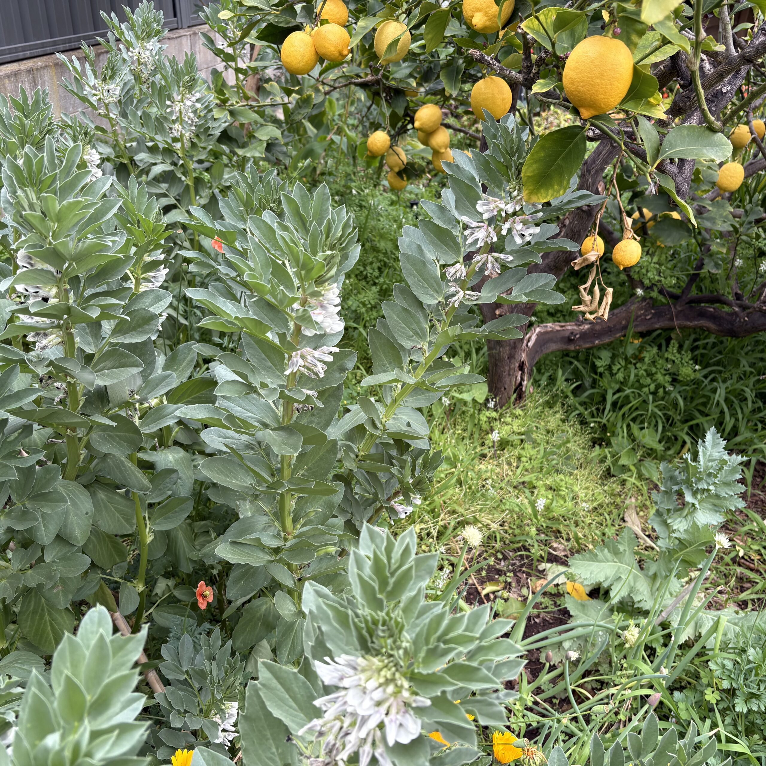 Everlasting Daisy Yellow Everlasting Daisy Yellow - Image 6