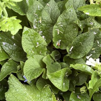 Comfrey Cuttings X 4