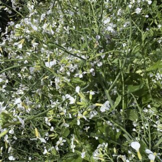 Tagasaste Tree Lucerne