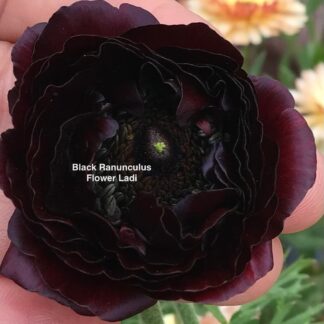 5x Black Ranunculus Corms
