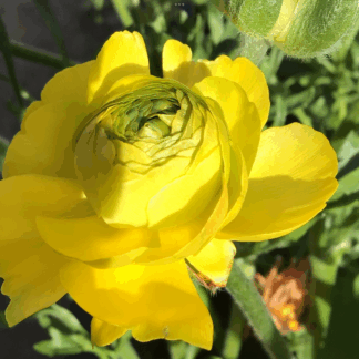 Yellow Ranunculus Corms (5)