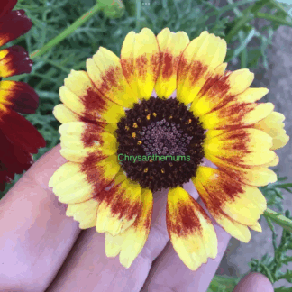 Chrysanthem Rainbow Mix (free Clarkia)