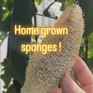 Luffa Sponge Gourd