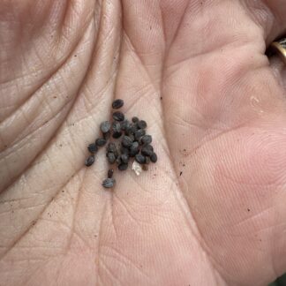 Cress “Pennycress” Thiaspi Arvense