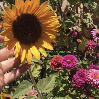 Zinnia & Sunflower Mix