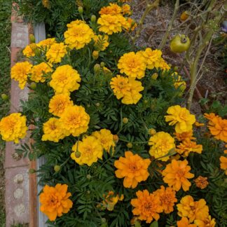 Marigold - Mixed