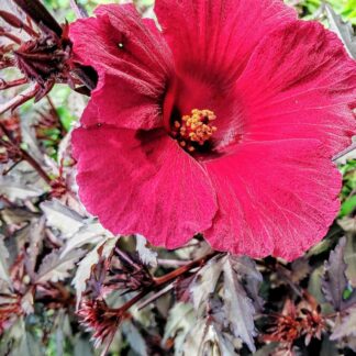 Cranberry Hibiscus / Hibiscus Acetosella