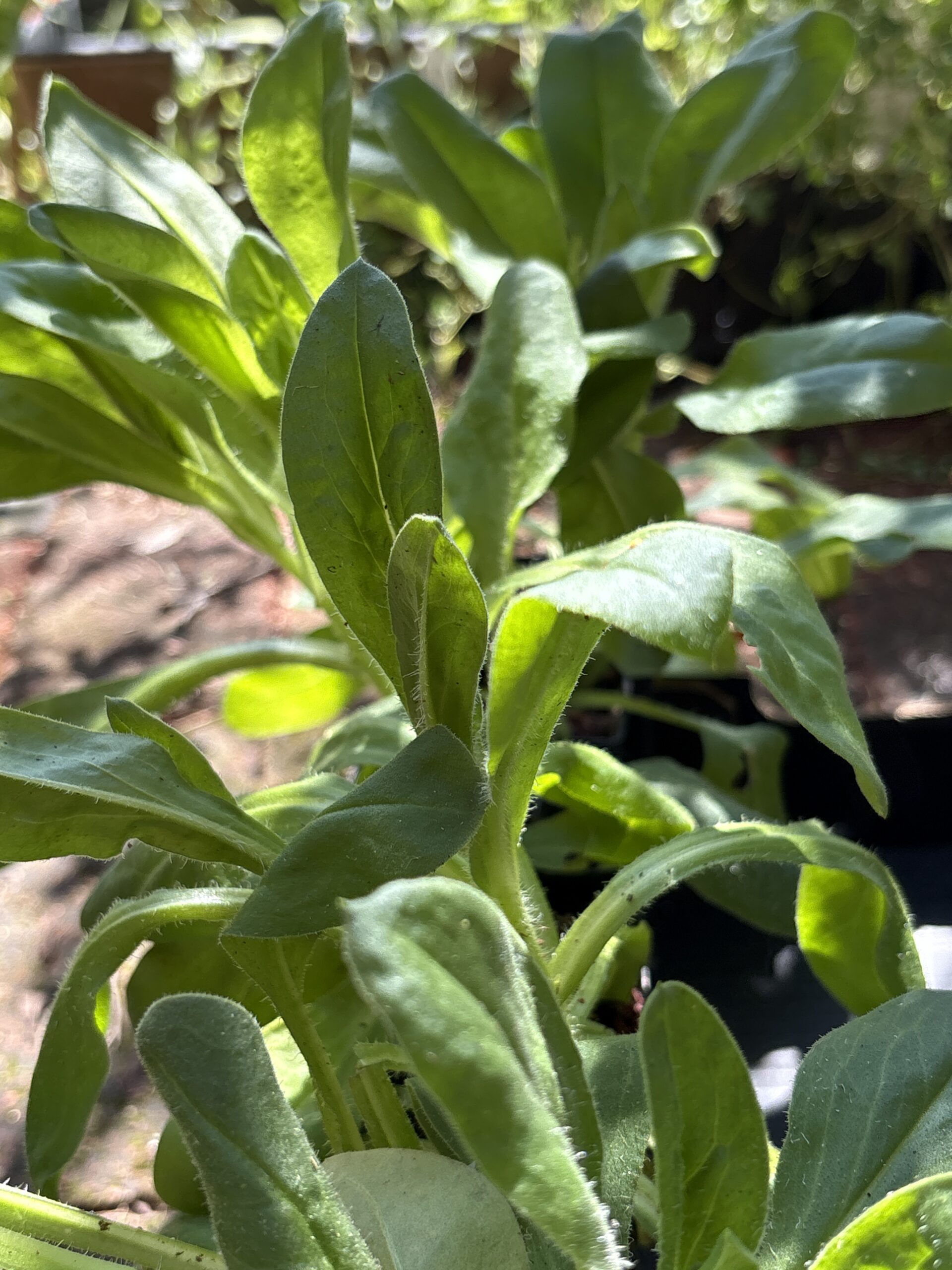Everlasting Daisy Yellow Everlasting Daisy Yellow - Image 4
