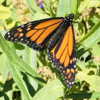 Asclepias Speciosa & Syriaca Showy Or Common Milkweed