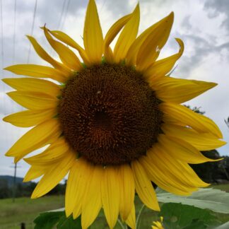 Home Giant Sunflower