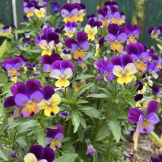 Home Viola's - Johnny Jump Ups