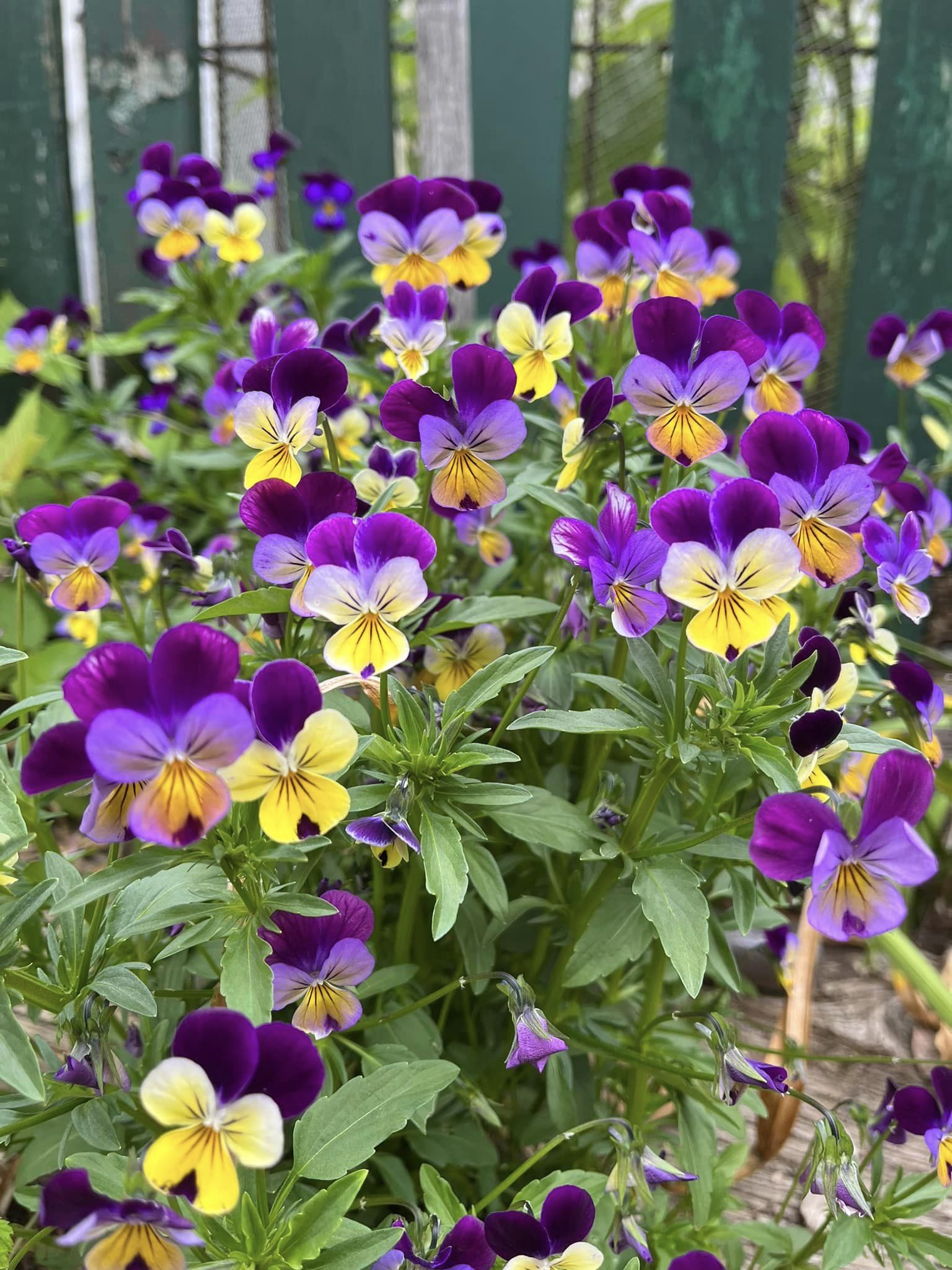 Viola's - Johnny Jump Ups Viola's - Johnny Jump Ups