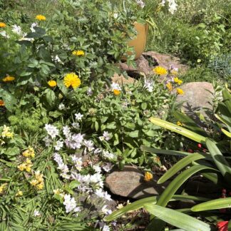 Home Freesia Pastel Mix Bulbs