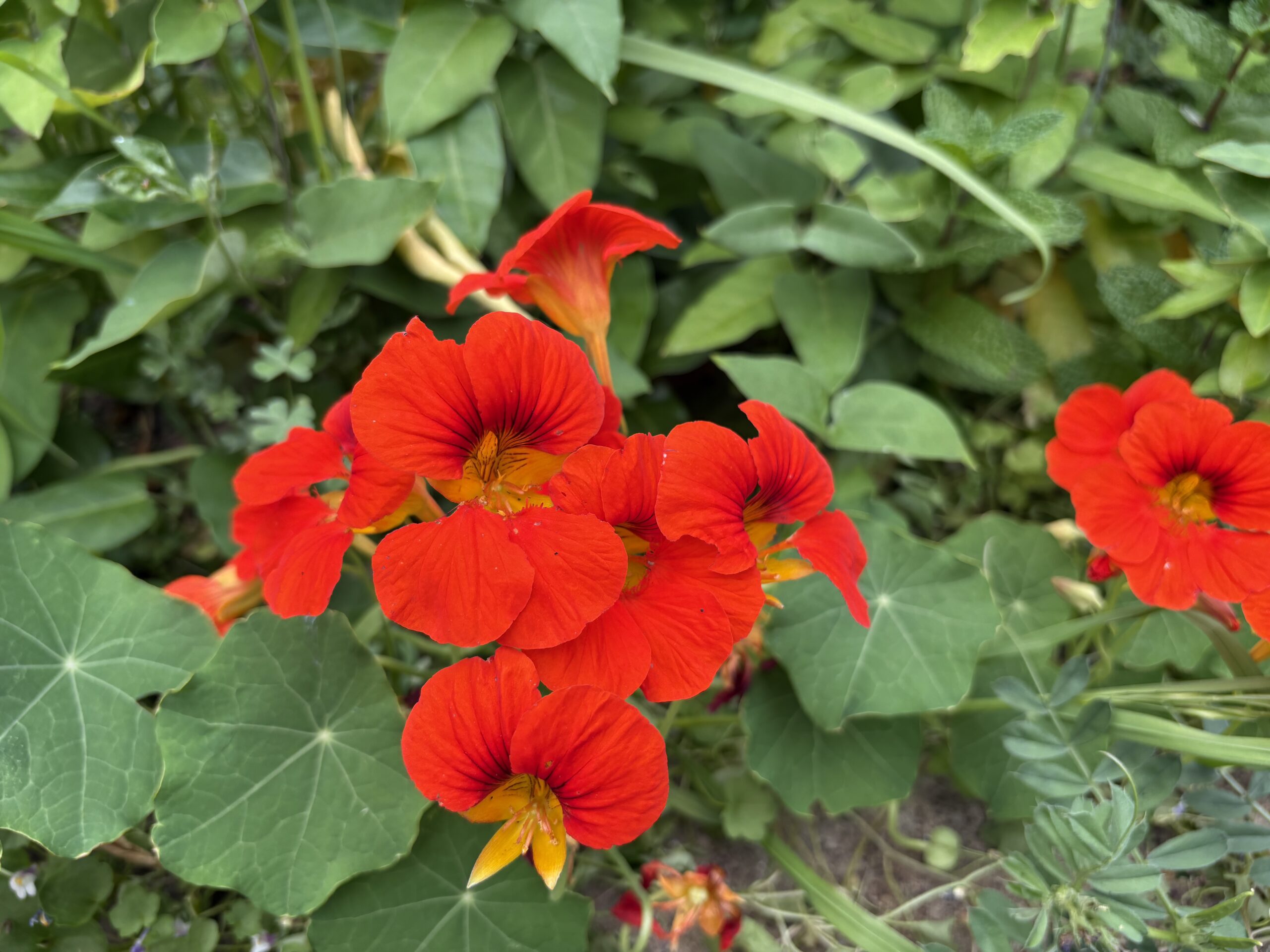 Nasturtium Tropaeolum Majus Autumn Mix Nasturtium Tropaeolum Majus Autumn Mix - Image 2