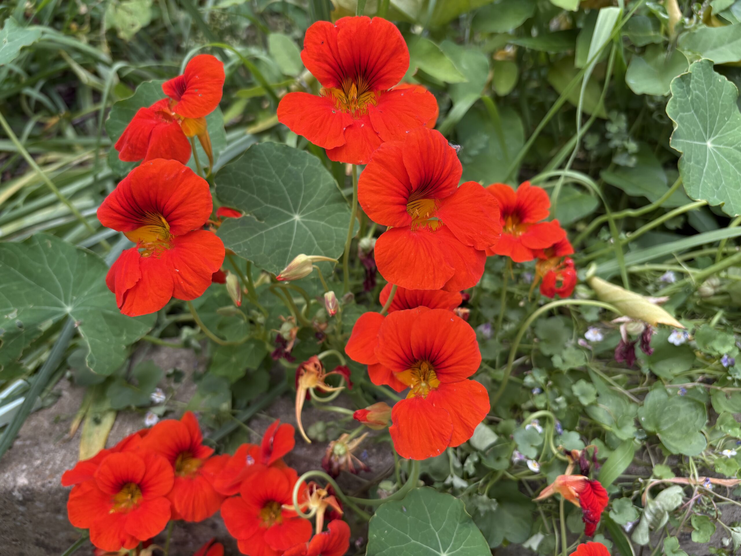 Nasturtium Tropaeolum Majus Autumn Mix Nasturtium Tropaeolum Majus Autumn Mix - Image 3