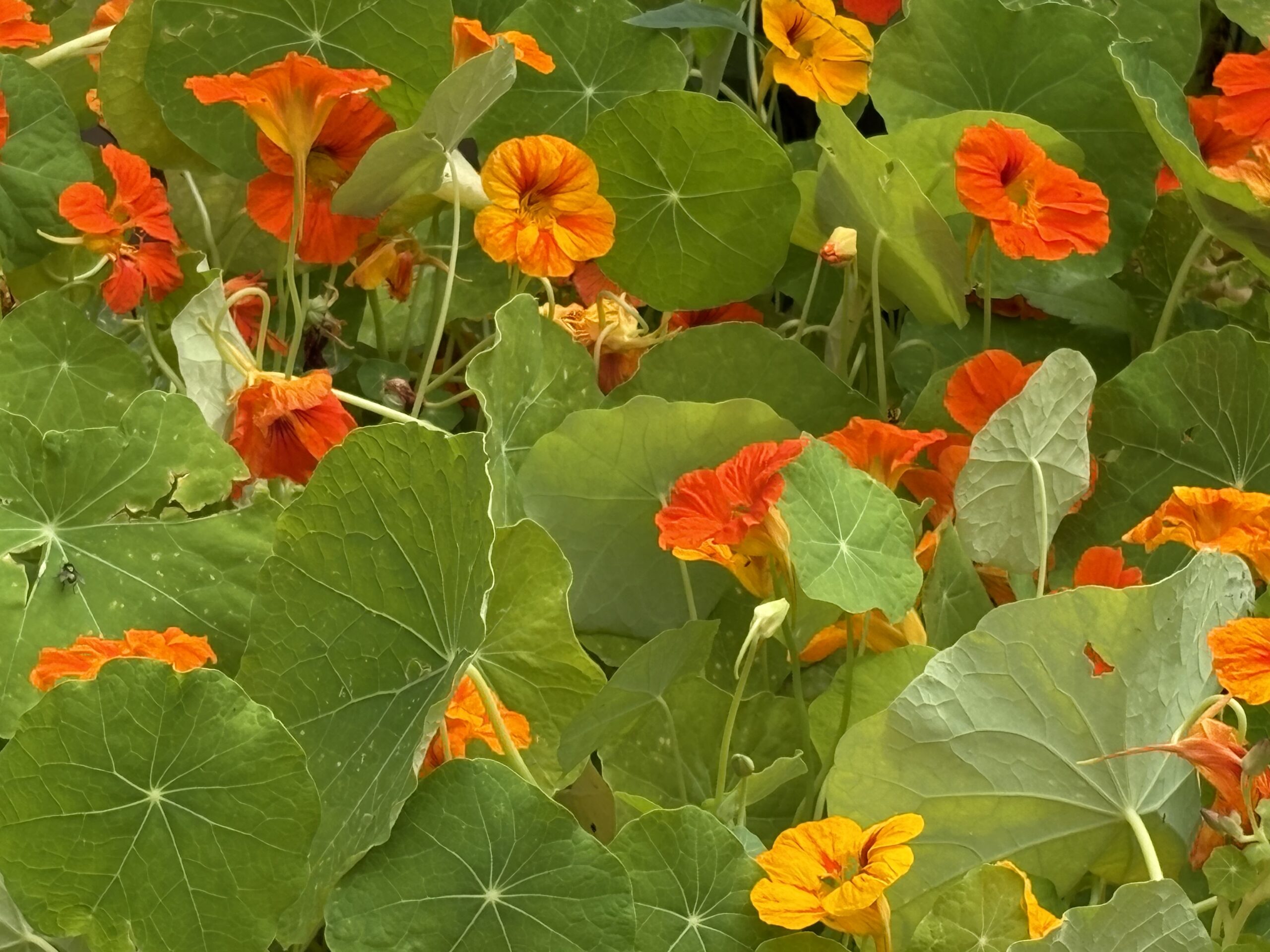 Nasturtium Tropaeolum Majus Autumn Mix Nasturtium Tropaeolum Majus Autumn Mix - Image 4