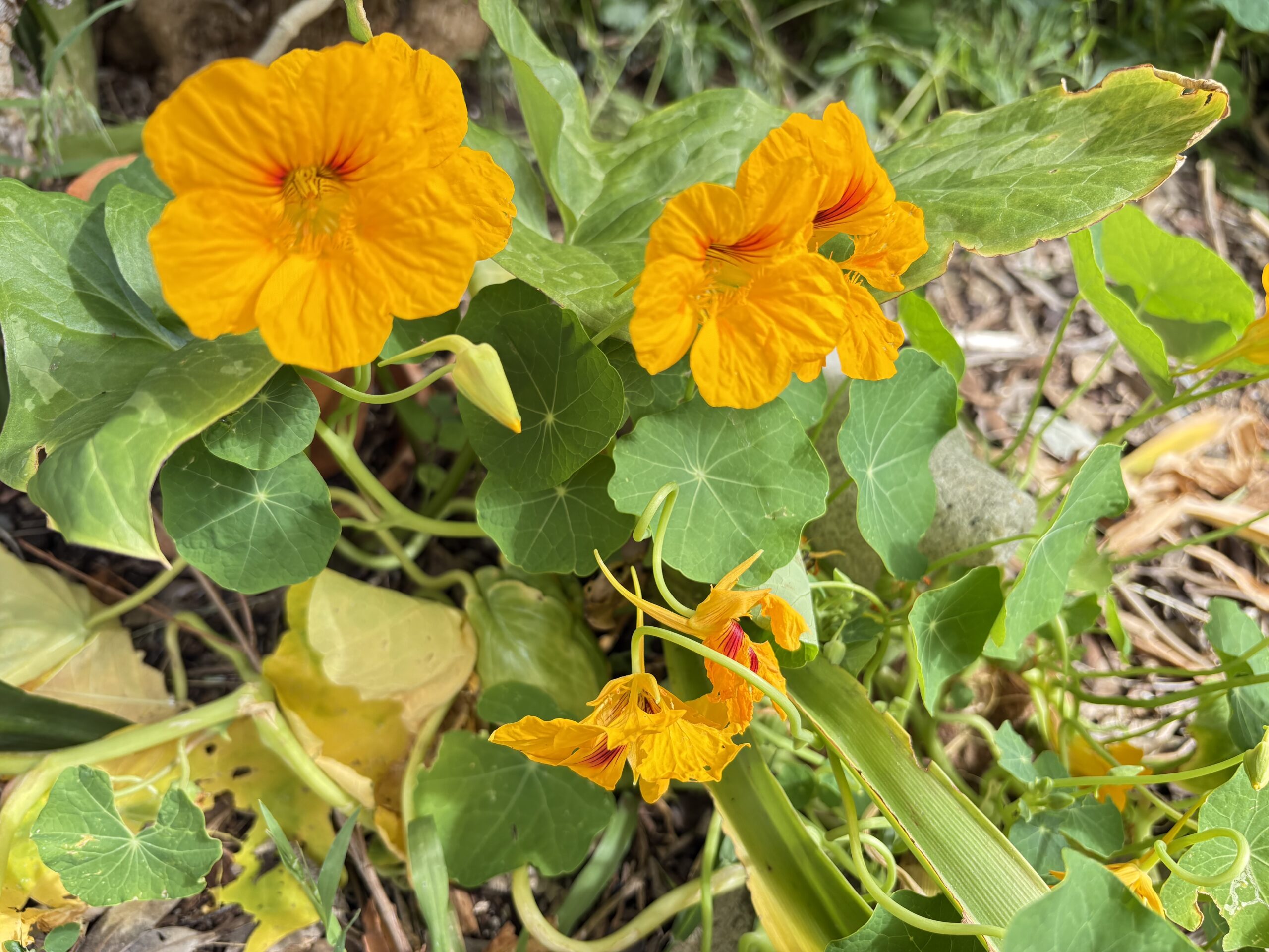Nasturtium Tropaeolum Majus Autumn Mix Nasturtium Tropaeolum Majus Autumn Mix - Image 5