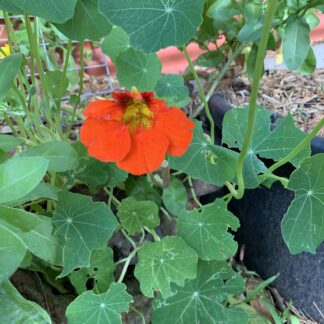 Home Nastursium - Electric Orange