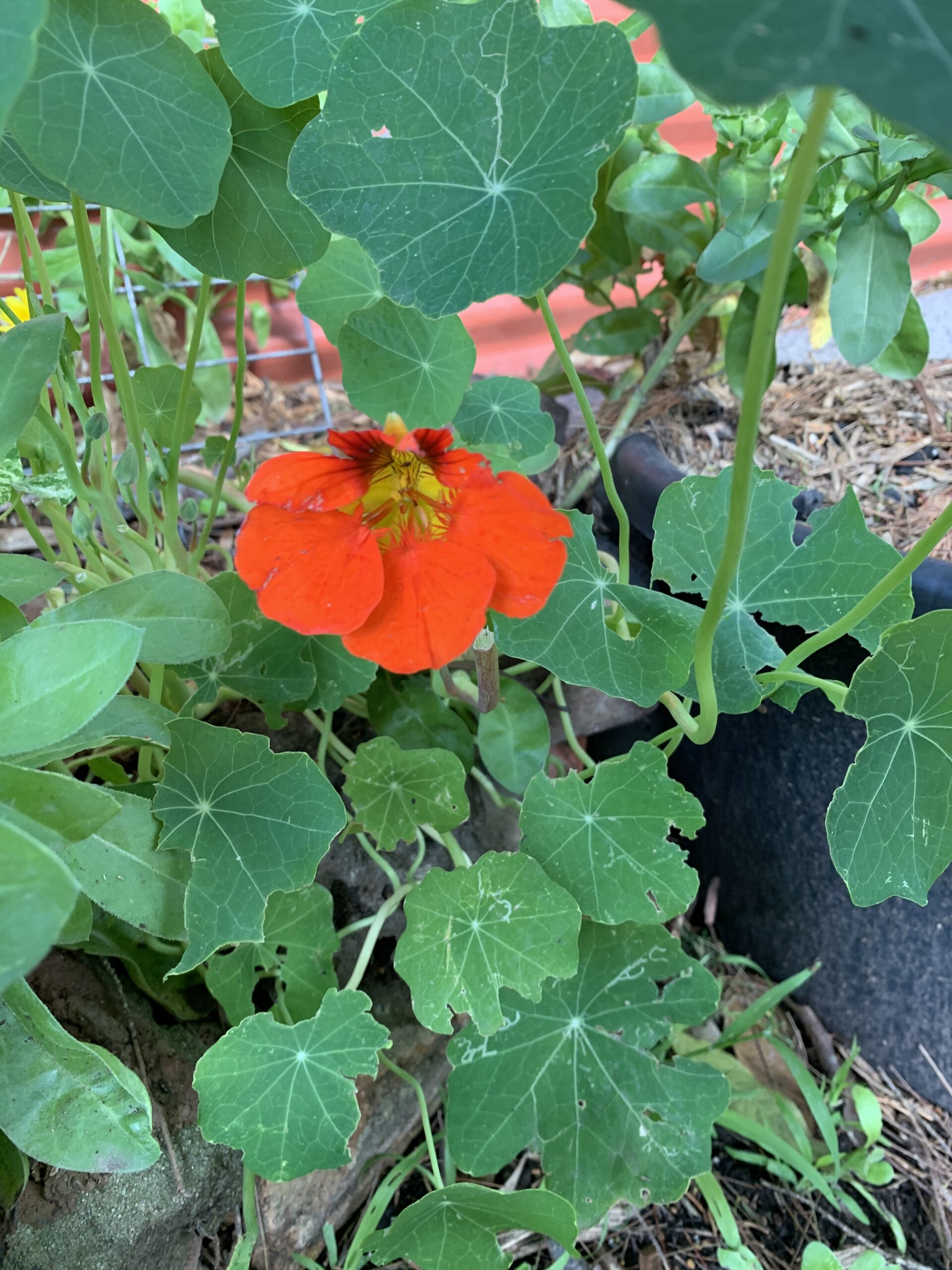Nasturtium - Electric Orange Nasturtium - Electric Orange