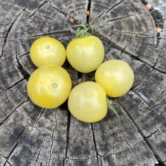 Home Tomato - Italian Ice