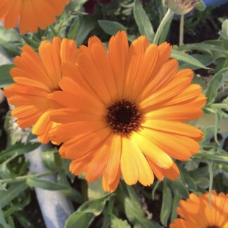 Home Calendula Orange