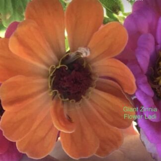Home Zinnia Orange