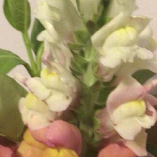 Home Snapdragons