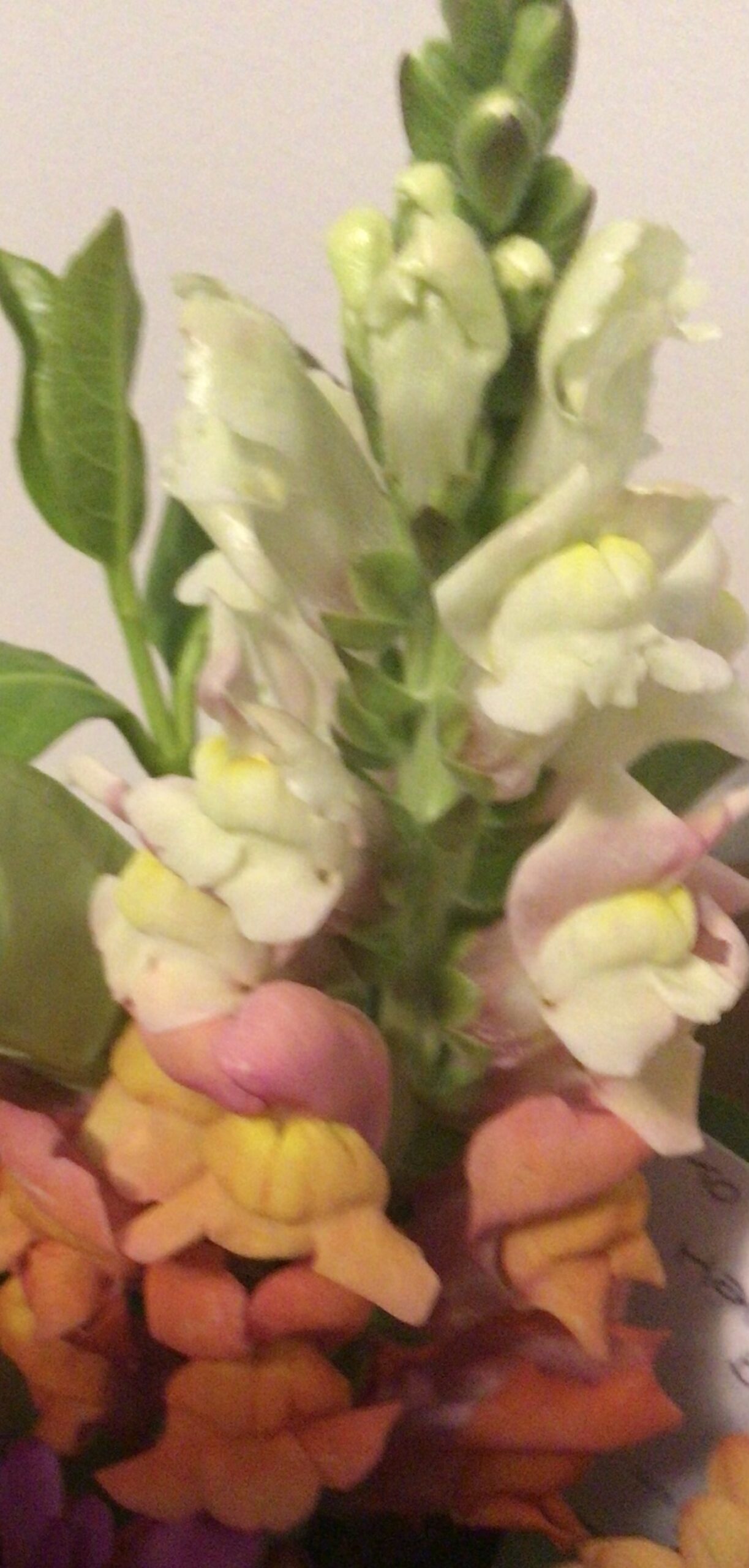 Snapdragons Snapdragons