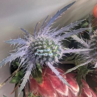 Home Sea Holly