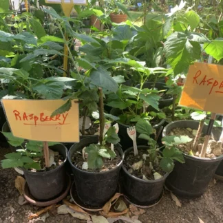 Home 1 Raspberry (heritage) Plant Ready To Fruit