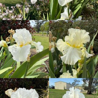 White Iris Mix rhizomes