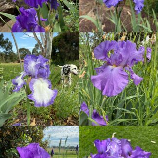 Purple Iris Mix rhizomes