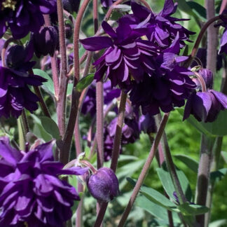 Double Aquillegia Dark Purple