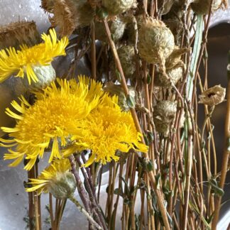 Showy Podolepis Copper Wire Daisy