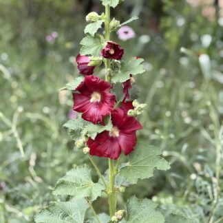 Hollyhock (Bee & Butterfly Host)