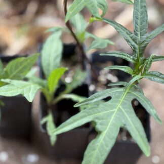 Solanum Laciniatum Kangaroo Apple Organic Native Bush Tucker