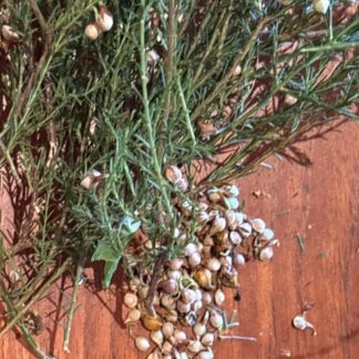 Common Eutaxia Microphylla