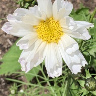 Cosmos White Double Click