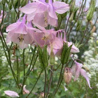 Aquilegia Light Pink
